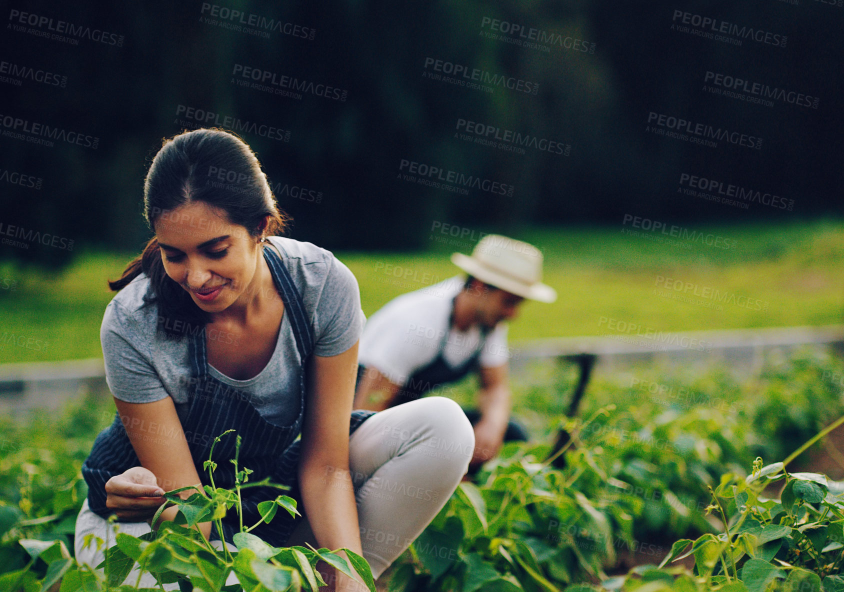 Buy stock photo Agro, farm and woman with vegetable plants, eco growth or sustainability for agriculture in green field. Nature, leaves and happy farmer with small business, food production or harvest in countryside