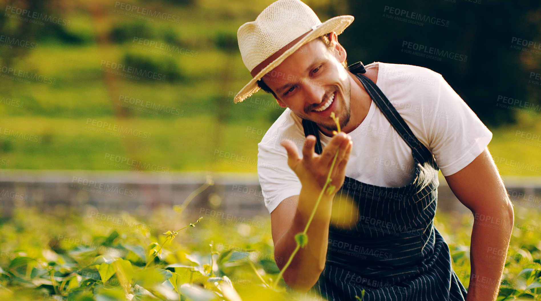 Buy stock photo Smile, farm and man with vegetable plants, eco growth or sustainability with agriculture in green field. Nature, leaves and happy farmer in small business, food production and harvest in countryside