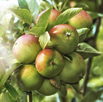 Fresh apples a sunny day in the garden