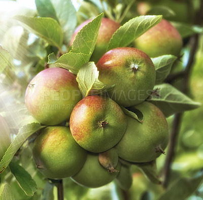 Buy stock photo Agriculture, growth and organic apples on tree outdoor in orchard for farming or sustainability. Crops, harvest and season with fruit growing in countryside for eco friendly or net zero agribusiness