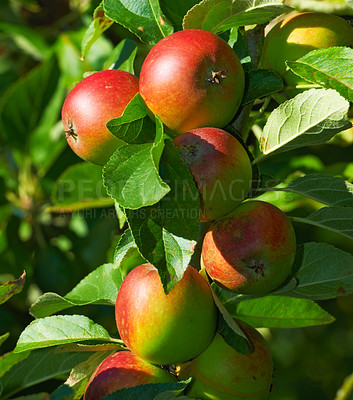 Buy stock photo Fresh apples in my garden a sunny afternoon
