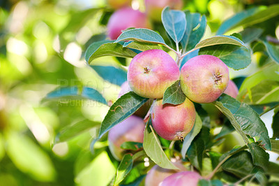Buy stock photo Crops, growth and organic apples on tree outdoor in orchard for farming or sustainability. Agriculture, harvest and season with fruit growing in countryside for eco friendly or net zero agribusiness