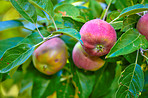 Fresh apples a sunny day in the garden