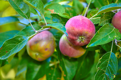 Buy stock photo Fresh apples in my garden a sunny afternoon
