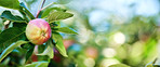 Fresh apples a sunny day in the garden