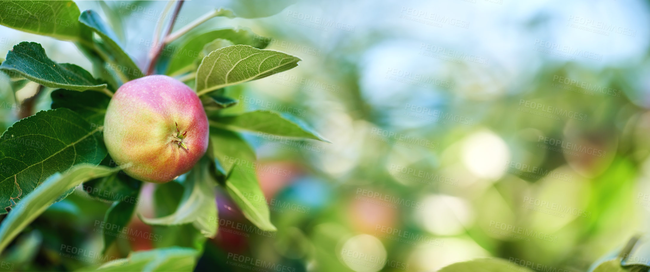 Buy stock photo Apple, tree and orchard with farming, growth and sustainability for food production in countryside. Organic fruit, leaves and eco friendly agriculture in sunshine with supply for export in France