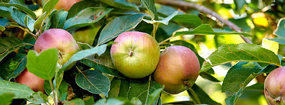 Buy stock photo Agriculture, crops and organic apples on tree outdoor in orchard for farming or sustainability. Banner, plant and growth with fruit growing in countryside for eco friendly or net zero agribusiness
