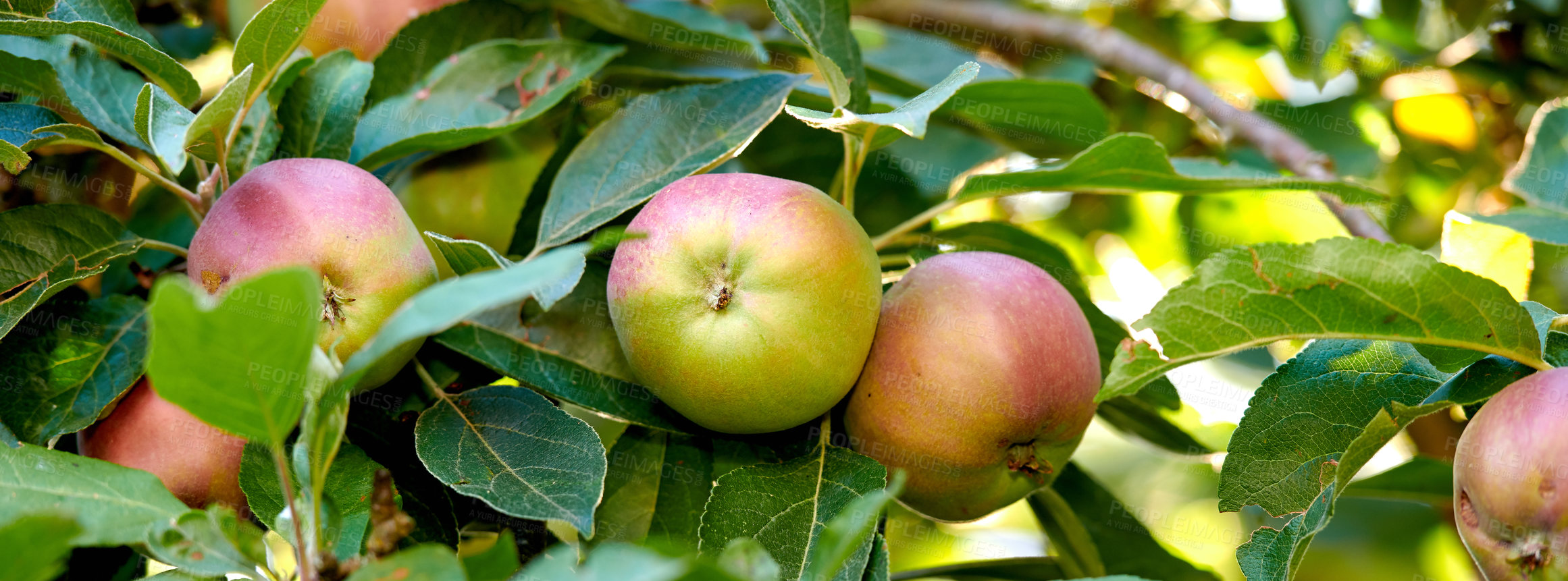 Buy stock photo Agriculture, crops and organic apples on tree outdoor in orchard for farming or sustainability. Banner, plant and growth with fruit growing in countryside for eco friendly or net zero agribusiness