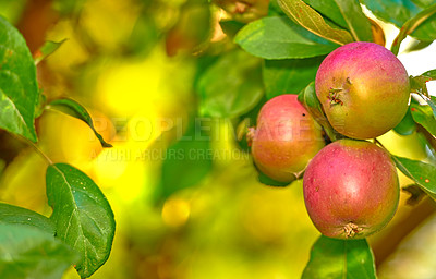 Buy stock photo Growth, organic apples and sustainability with tree outdoor in orchard for agricultural farming. Crops, harvest and spring with fruit growing in countryside for eco friendly or net zero agribusiness