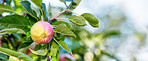 Fresh apples a sunny day in the garden