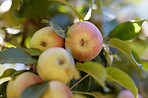 Fresh apples a sunny day in the garden