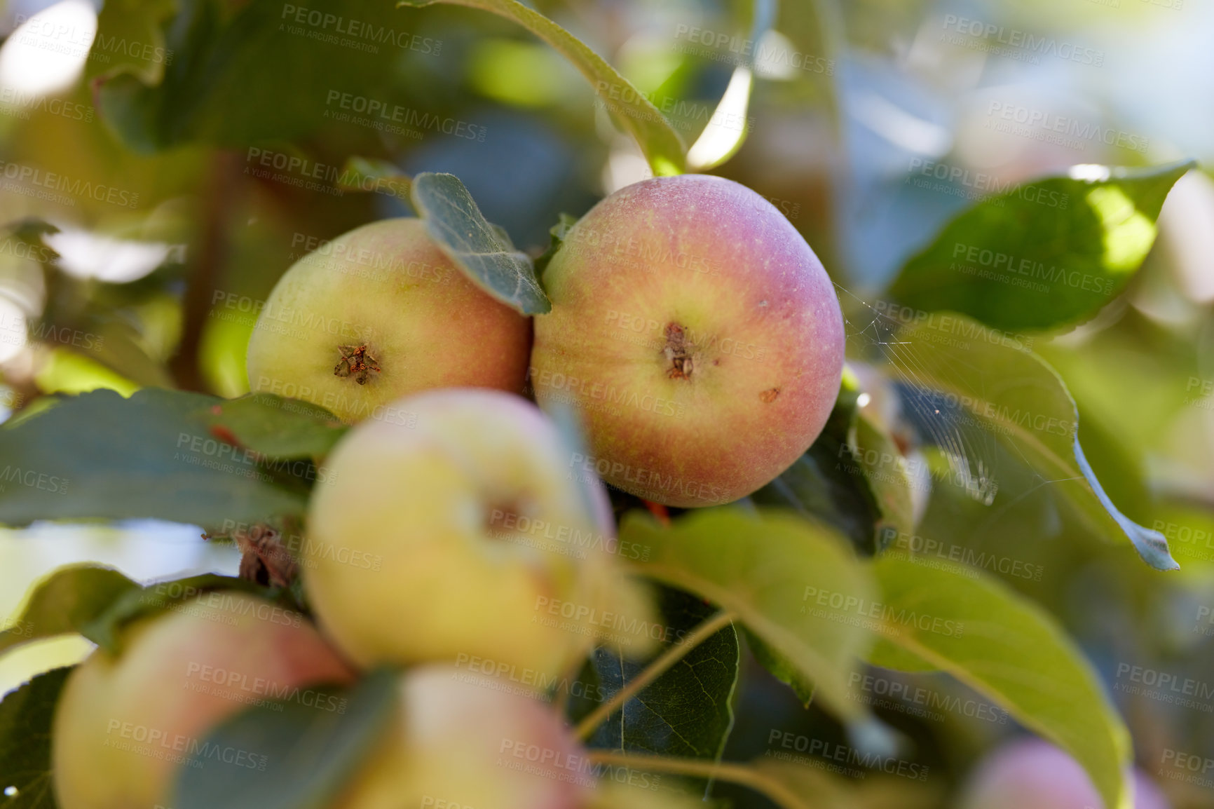 Buy stock photo Crops, harvest and organic apples on tree outdoor in orchard for farming or sustainability. Agriculture, growth and season with fruit hanging in countryside for eco friendly or net zero agribusiness