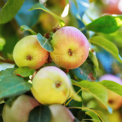 Buy stock photo Agriculture, growth and organic apples in countryside, on tree for farming or sustainability. Crops, harvest and season with fruit growing in orchard for eco friendly or net zero agribusiness