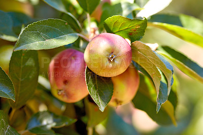 Buy stock photo Farm, growth and organic apples on tree outdoor in orchard for agriculture or sustainability. Crops, harvest and season with natural fruit in countryside for eco friendly or net zero agribusiness