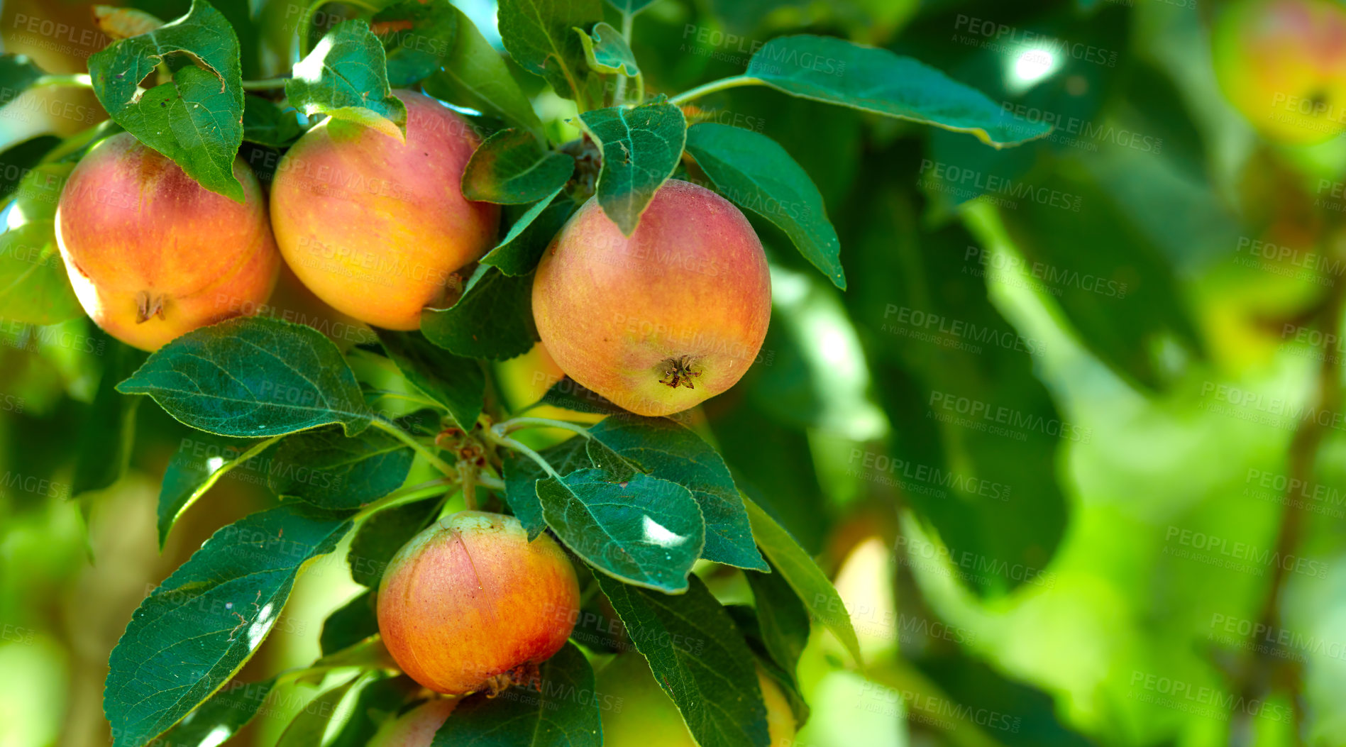 Buy stock photo Agriculture, food and organic apples on tree outdoor in orchard for farming in season. Crops, harvest and sustainability with fruit growth in countryside for eco friendly or net zero agribusiness