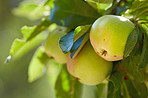 Fresh apples a sunny day in the garden