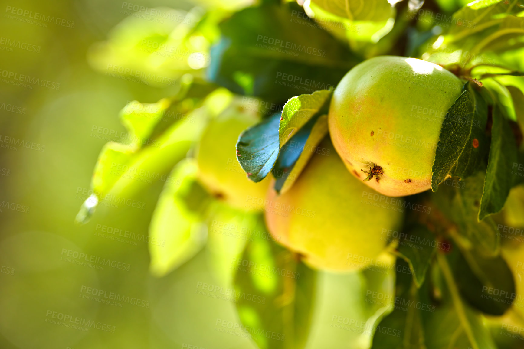 Buy stock photo Agriculture, green apples and growth on tree outdoor in orchard for farming or sustainability. Crops, harvest and organic with fruit growing in countryside for eco friendly or net zero agribusiness