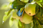 Fresh apples a sunny day in the garden