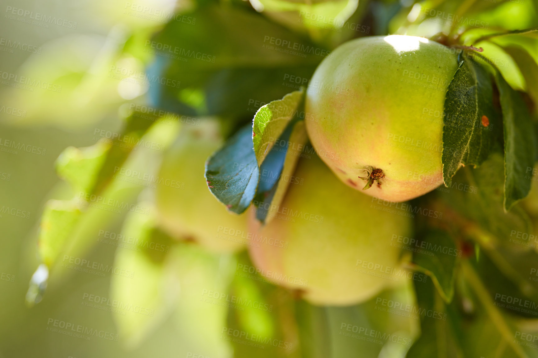 Buy stock photo Agriculture, growth and organic apples in spring, outdoor in orchard for farming or sustainability. Crops, harvest and tree with fruit growing in countryside for eco friendly or net zero agribusiness