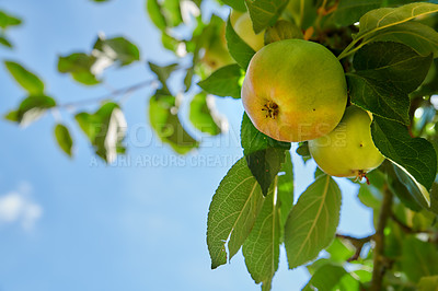 Buy stock photo Fresh apples in my garden a sunny afternoon