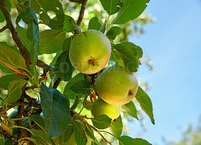 Buy stock photo Agriculture, growth and organic apples on blue sky in orchard for farming or sustainability. Crops, harvest and seasonal fruit growing on tree in countryside for eco friendly agribusiness from below