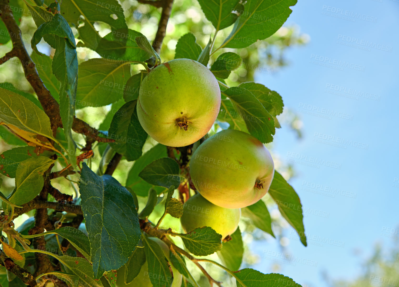 Buy stock photo Agriculture, growth and organic apples on blue sky in orchard for farming or sustainability. Crops, harvest and seasonal fruit growing on tree in countryside for eco friendly agribusiness from below