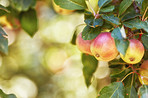 Fresh apples a sunny day in the garden