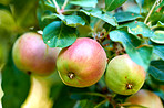 Fresh apples a sunny day in the garden