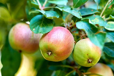 Buy stock photo Agriculture, organic apples and produce outdoor on orchard tree for farming or sustainability. Crops, environment and seasonal fruit growing in countryside for eco friendly or net zero agribusiness