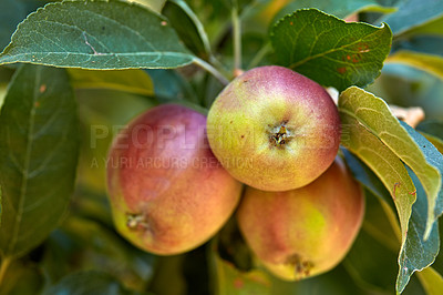 Buy stock photo Agriculture, environment and organic apples on tree outdoor in orchard for farming or sustainability. Crops, harvest and produce with fruit in countryside for eco friendly or net zero agribusiness
