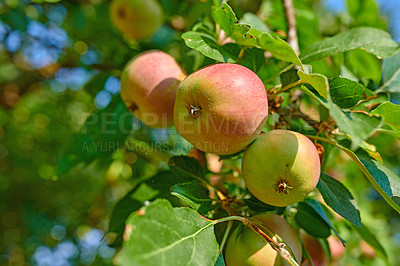 Buy stock photo Agriculture, growth and organic apples in nature, on tree outdoor for farming or sustainability. Crops, harvest and orchard with fruit growing in countryside for eco friendly or net zero agribusiness