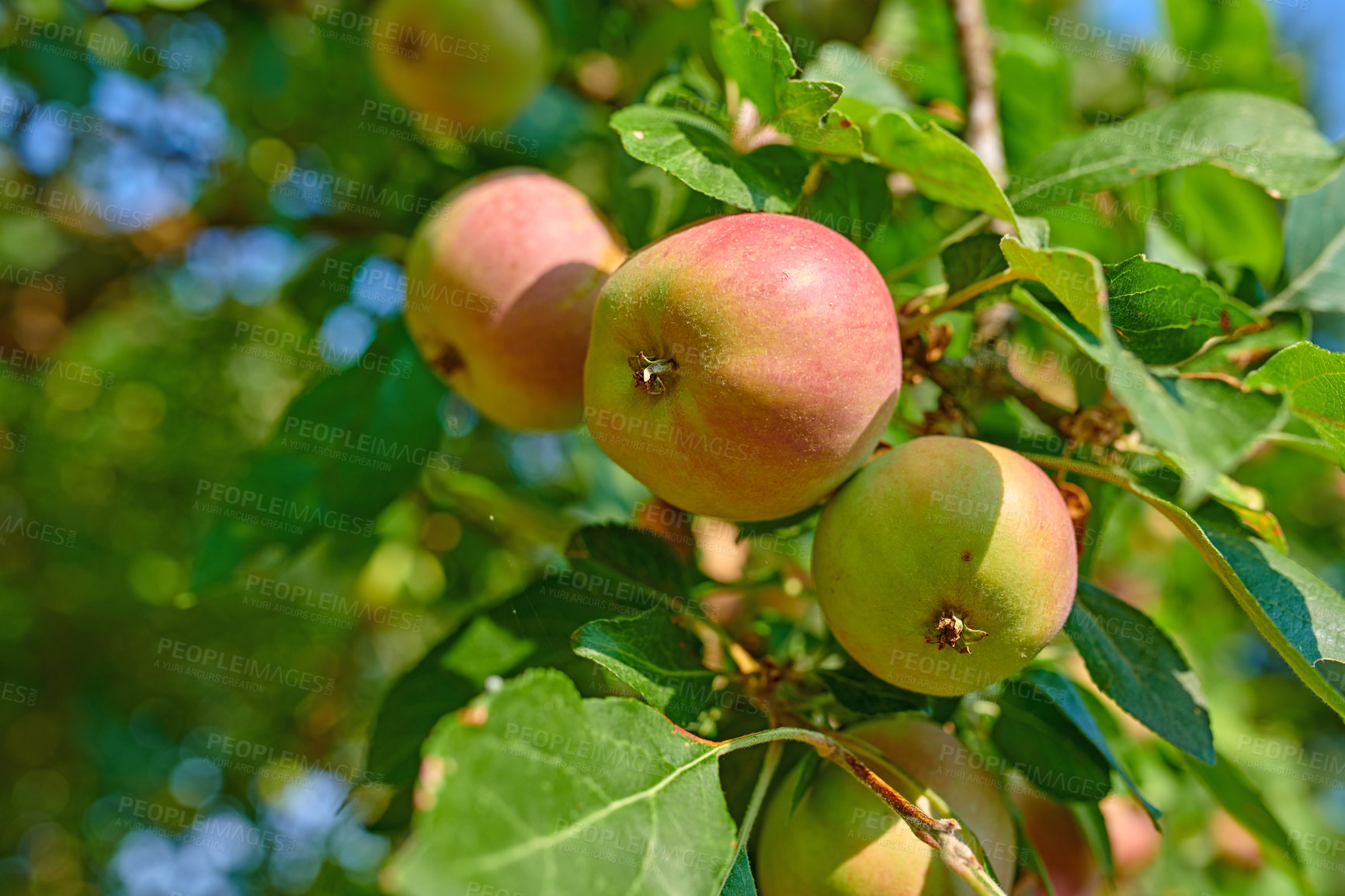 Buy stock photo Agriculture, growth and organic apples in nature, on tree outdoor for farming or sustainability. Crops, harvest and orchard with fruit growing in countryside for eco friendly or net zero agribusiness