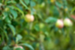 Fresh apples a sunny day in the garden