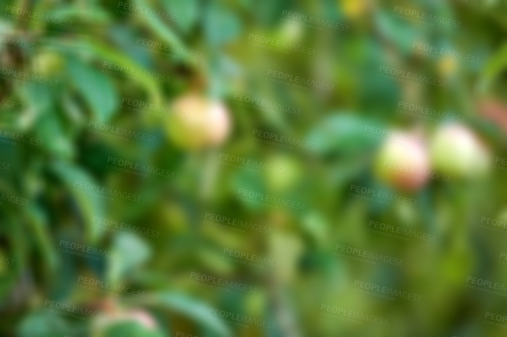 Buy stock photo Apple, tree and orchard with farming with blurred background, sustainability or food production in countryside. Organic fruit, leaves and eco friendly agriculture with supply for export in France
