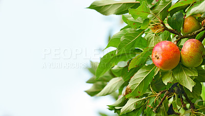 Buy stock photo Apple, tree and orchard with farming, sky and sustainability with mock up space in countryside. Organic fruit, leaves and eco friendly farming for growth in sunshine with supply for export in France