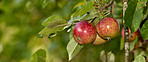 Fresh apples a sunny day in the garden