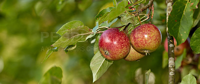 Buy stock photo Fresh apples in my garden a sunny afternoon
