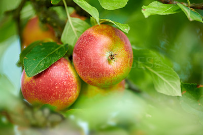 Buy stock photo Growth, agriculture and trees with apples in orchard for eco friendly, sustainability farming or spring season. Ecology, environment and frost resistant plant with fruit for species cultivation