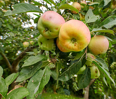 Buy stock photo Low angle, agriculture and trees with apples in orchard for eco friendly, sustainability farming or spring season. Ecology, environment and frost resistant plant with fruit for species cultivation