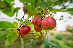 Fresh apples a sunny day in the garden