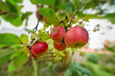 Buy stock photo Organic, agriculture and trees with apples in orchard for growth, sustainability farming or spring season. Ecology, environment or climate resistant plant with fruit in nature for species cultivation