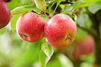 Fresh apples a sunny day in the garden