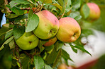 Fresh apples a sunny day in the garden