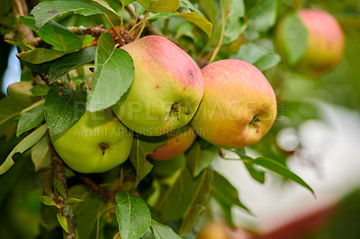 Buy stock photo Farm, agriculture and trees with apples in orchard for growth, sustainability produce or spring season. Ecology, environment and climate resistant plant with fruit in nature for species cultivation