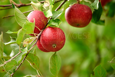 Buy stock photo Growth, farm and trees with apples in nature for agriculture, sustainability produce or spring season. Ecology, environment and climate resistant plant with fruit in orchard for species cultivation