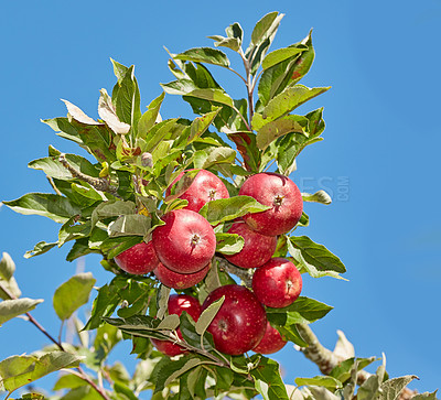 Buy stock photo Low angle, farm and trees with apples in nature for agriculture, sustainability produce or spring season. Ecology, environment or climate resistant plant with fruit in orchard for species cultivation