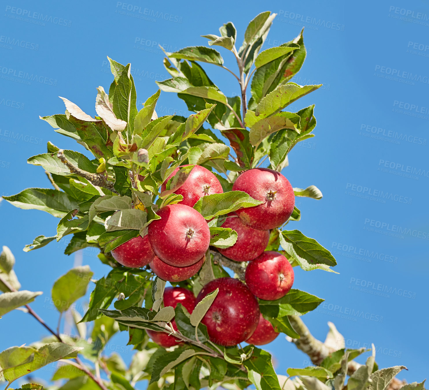 Buy stock photo Low angle, farm and trees with apples in nature for agriculture, sustainability produce or spring season. Ecology, environment or climate resistant plant with fruit in orchard for species cultivation