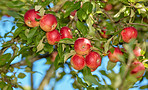 Fresh apples a sunny day in the garden