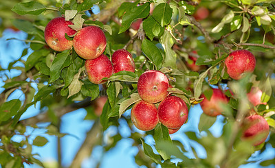 Buy stock photo Garden, farm and trees with apples in nature for agriculture, sustainability produce or spring season. Ecology, environment and climate resistant plant with fruit in orchard for species cultivation