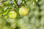 Fresh apples a sunny day in the garden